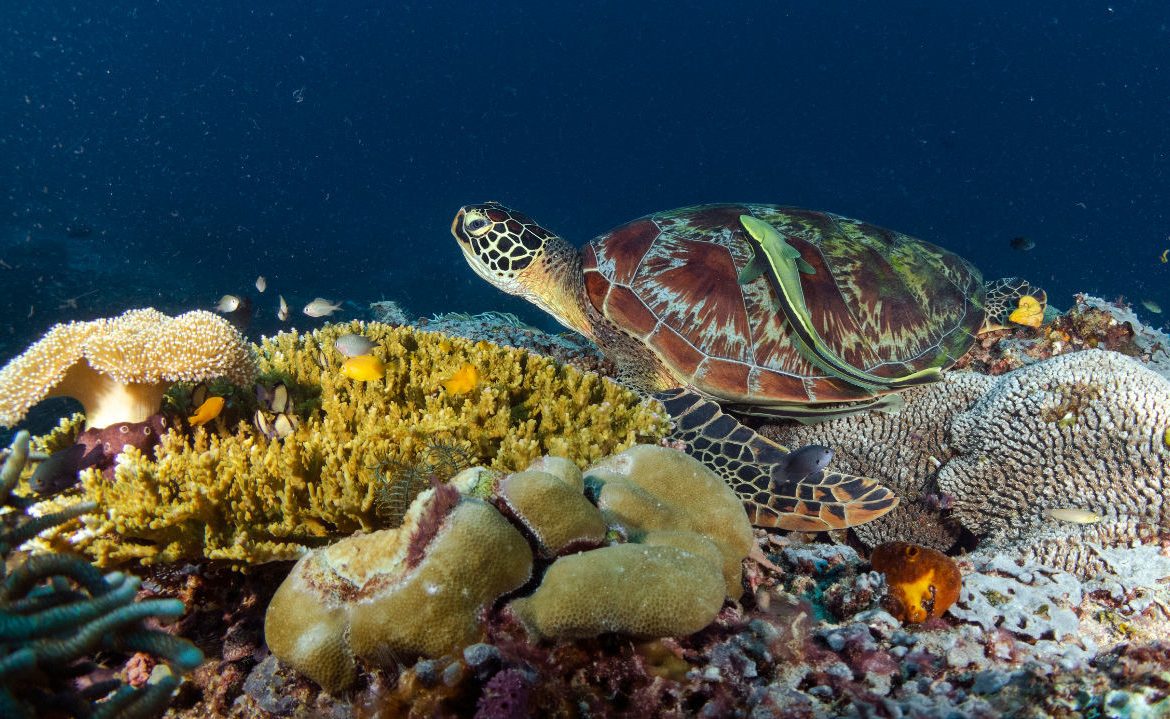 Día contra el Cambio Climático: conoce el rol clave de los arrecifes de coral