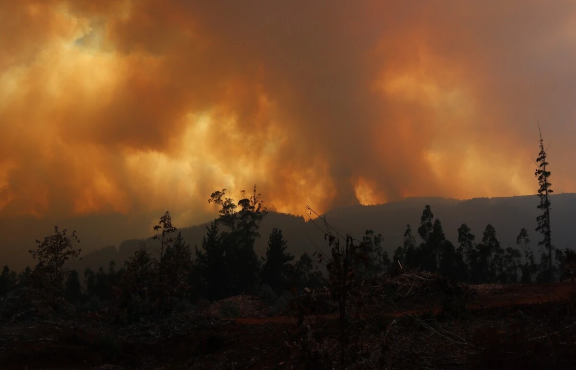 Pinos y eucaliptos contra el cambio climático: Compromisos de Chile para COP perpetúan debate entre ciencia e industria
