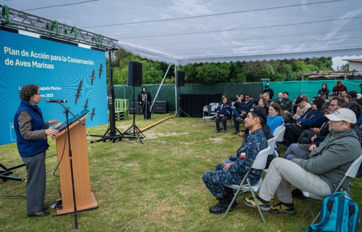 Día Mundial de las Aves Migratorias: Lanzan plan con 35 iniciativas para proteger las aves marinas de Chile