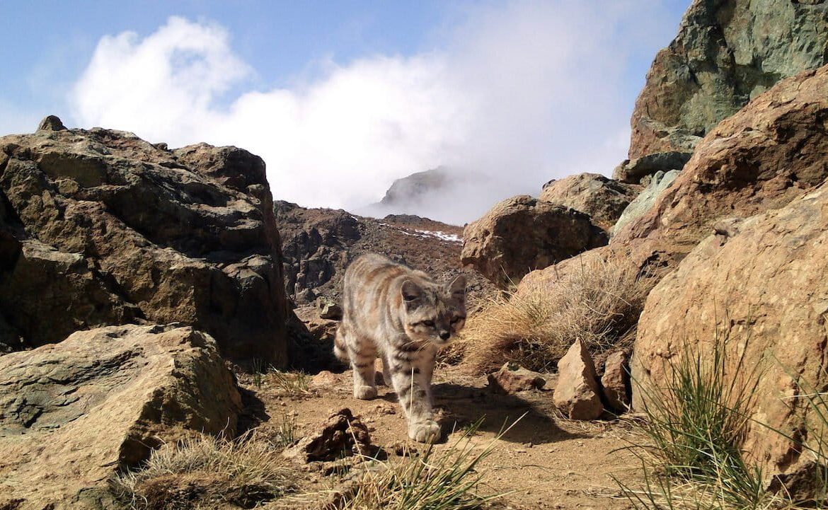 Investigadores temen que proyecto de cobre en Chile pueda amenazar a la rara población de felinos andinos