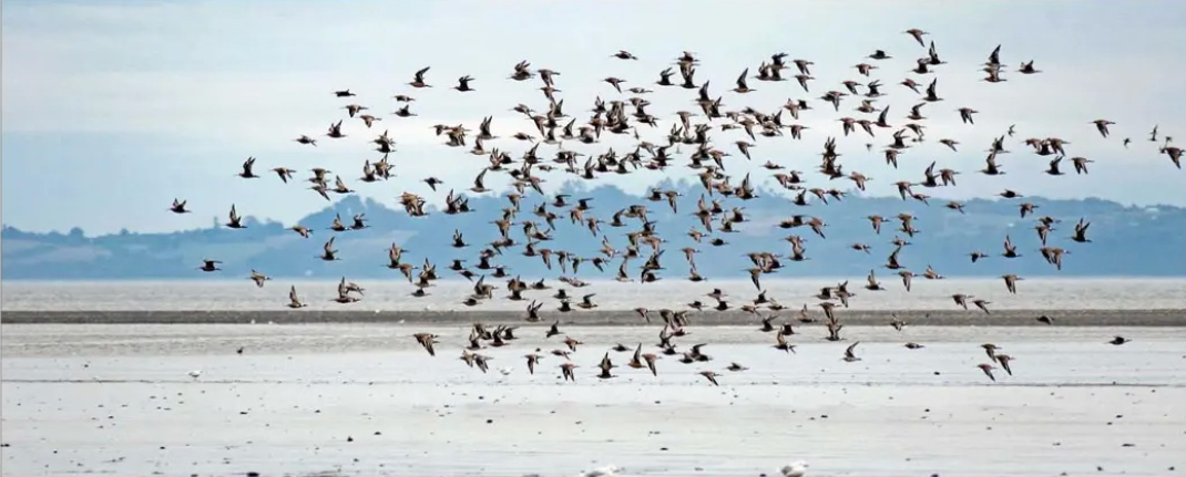 Chile se suma a iniciativa para proteger hábitats clave de aves en América Latina y el Caribe