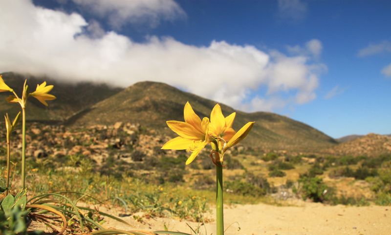 SMA instruye a proyectos de energías renovables la adopción de medidas preventivas ante desierto florido