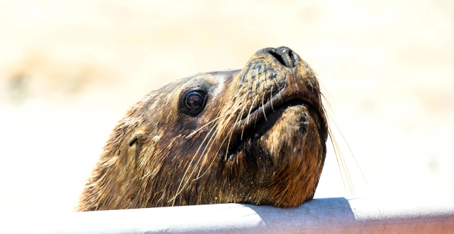 Luz verde para usar disuasivos acústicos en salmoneras alerta a científicos por baja efectividad contra lobos e impacto en delfines y ballenas