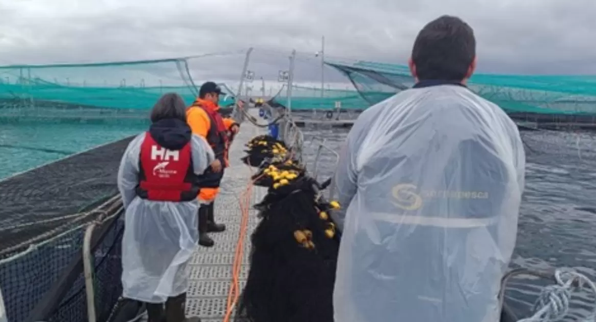 Sernapesca informa que se ha recapturado un 6,3% de los salmones que escaparon de jaulas en Calbuco
