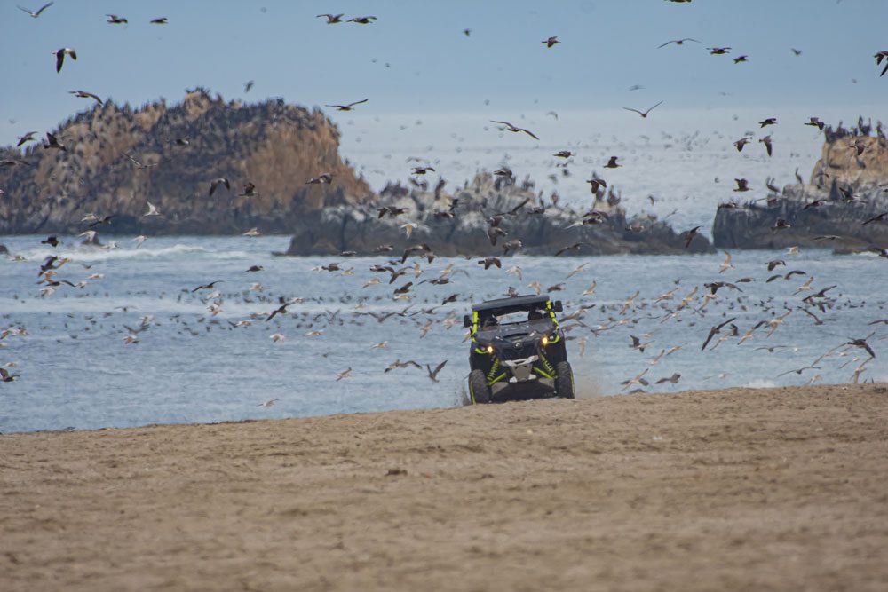 francisco-castro-playa-brava-mejillones