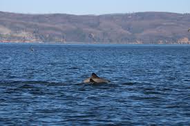 Inédita investigación en Caleta Llico une ciencia y comunidad para la conservación del delfín chileno