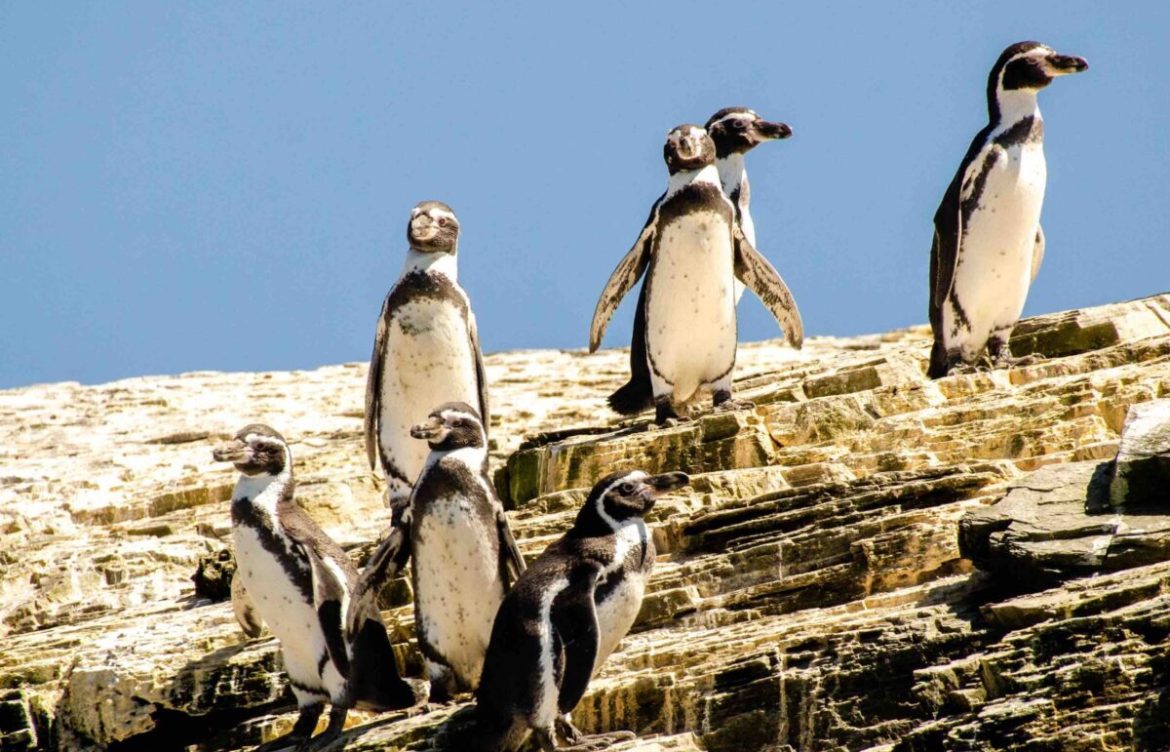Pingüino de Humboldt entra en peligro de extinción y ministra Rojas llama a cuidar su hábitat, hoy en disputa por Dominga