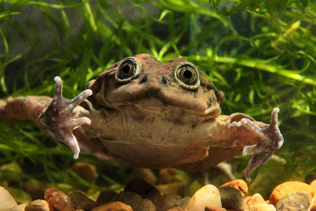 La batalla por las ranas andinas: expertos se unen en Chile para evitar su extinción