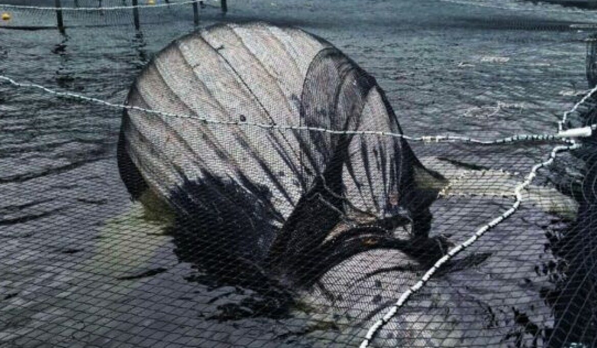 Caso ballena muerta en Reserva Kawésqar: nuevas imágenes revelan a cetáceo enmallado y reactivan causa contra Australis