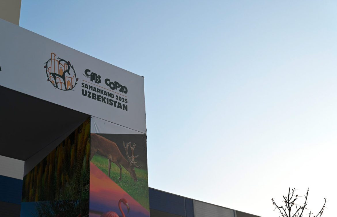 Arranca la cumbre que decidirá si se regula el comercio mundial de anguila japonesa y americana