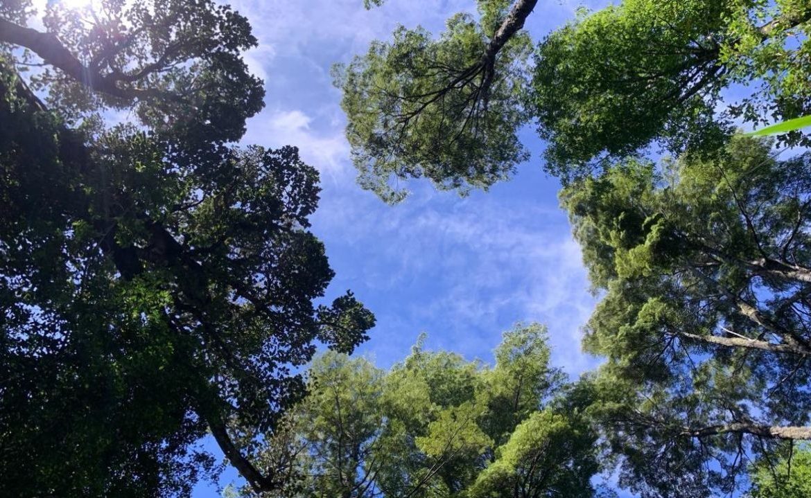 Reconocen a vecinos de Panguipulli por manejo sustentable del bosque nativo