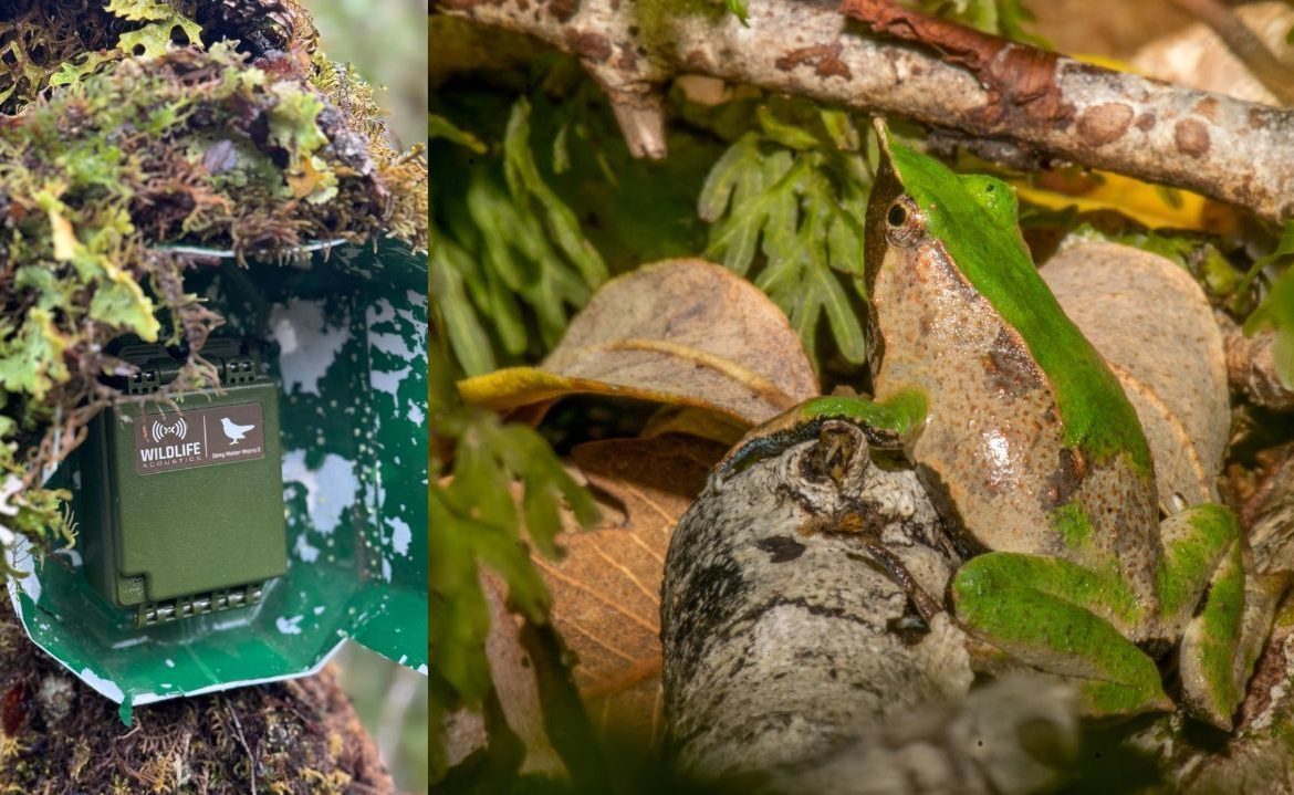 Un silbido que cruza fronteras: Chile y Argentina se unen para monitorear canto de ranita de Darwin