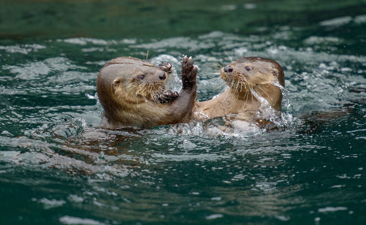 Día de la Fauna Chilena: llamado urgente a proteger al chungungo y los ecosistemas que lo sostienen