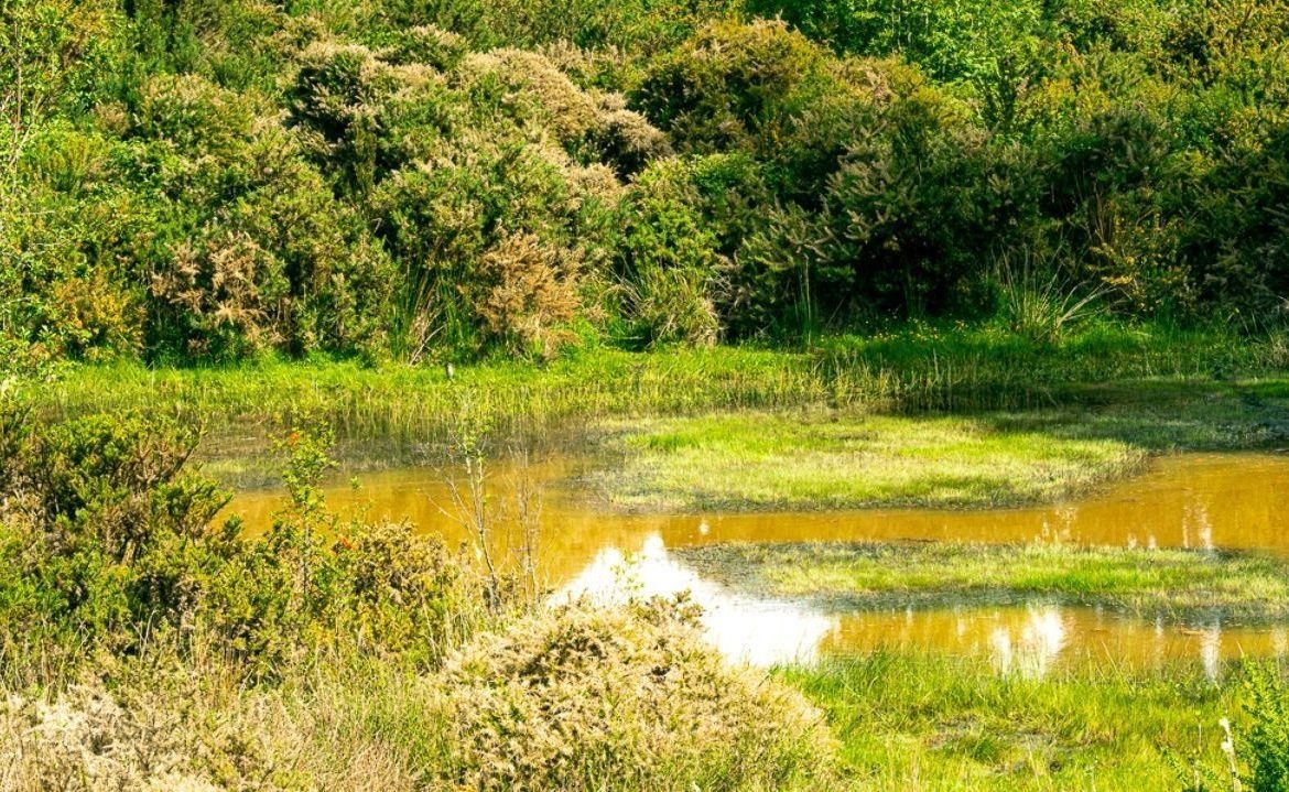 Comunidad de Dalcahue denuncia contaminación en río Butalcura
