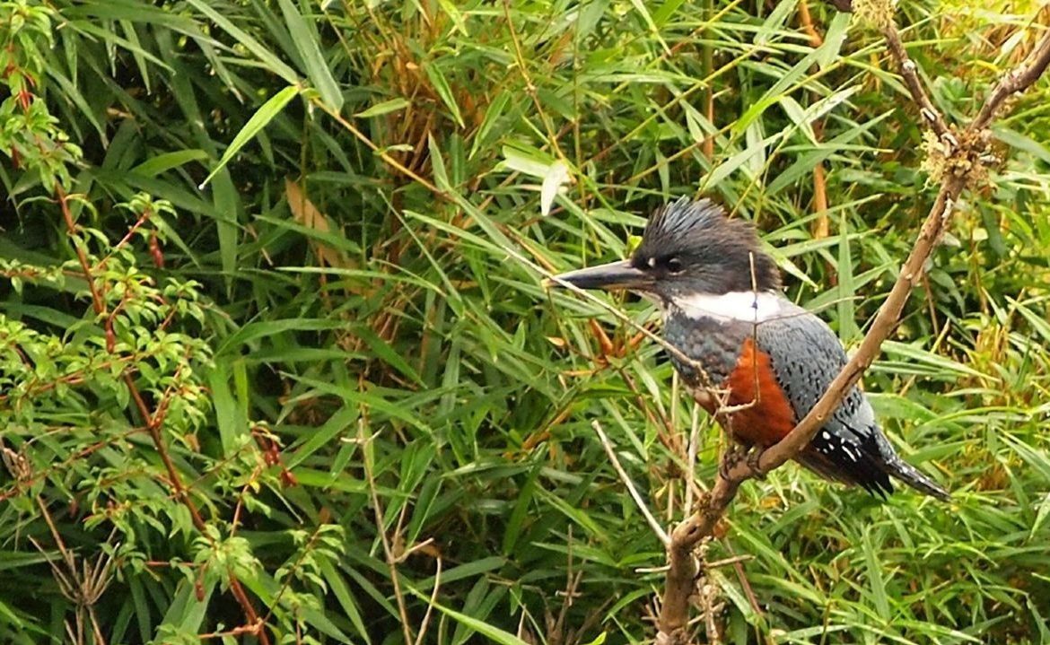 Coyhaique será sede del seminario Carbono Capital Natural 2025
