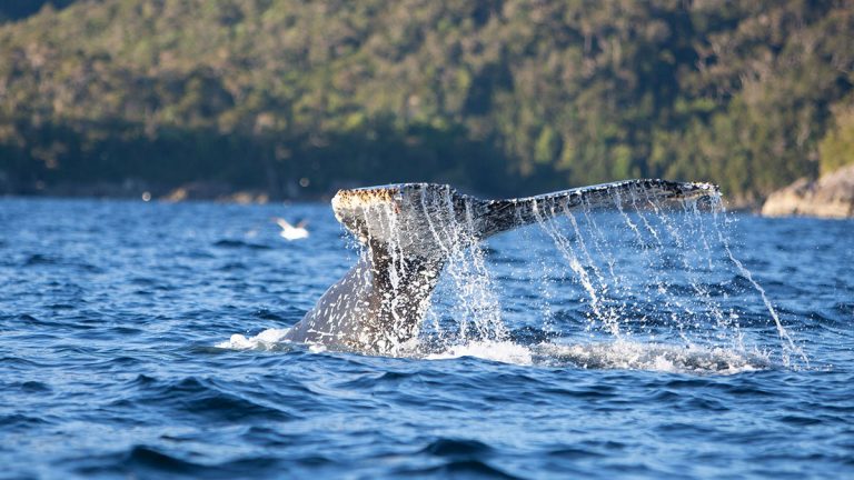 Lanzan decálogo para un turismo marino costero sustentable