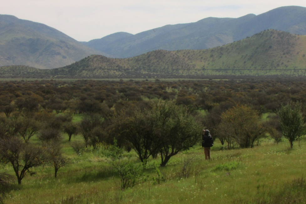 Vida silvestre del Cordón Lo Aguirre en Pudahuel-Maipú es amenazada por proyectos energéticos y viales