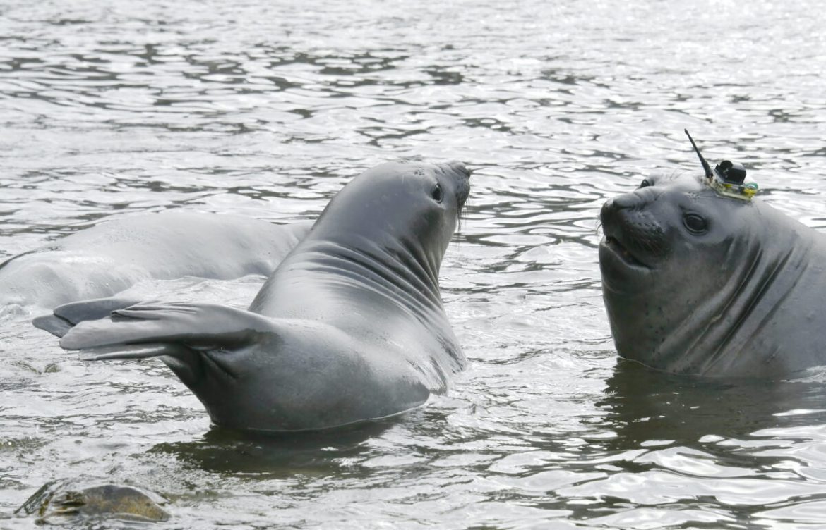 ¿Qué revela el monitoreo satelital de elefantes marinos sobre el cambio climático?