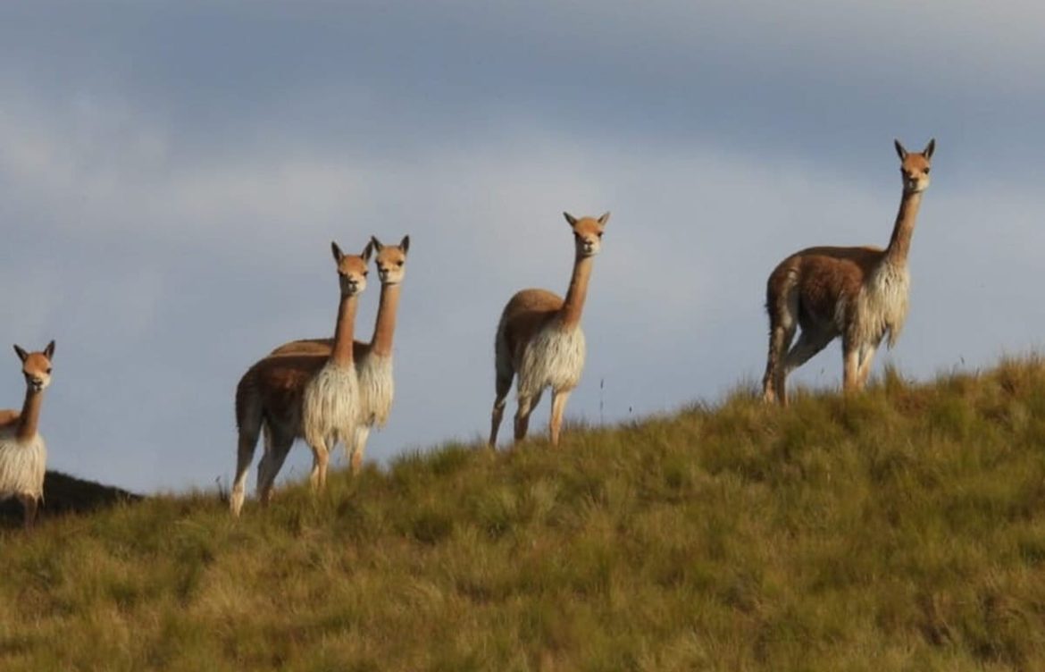 Las vicuñas y guanacos de Sudamérica enfrentan la amenaza de la sarna, alertan científicos
