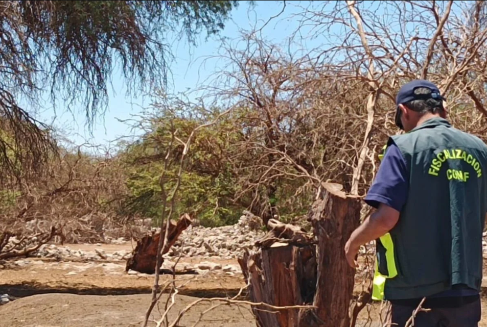 Denuncian tala ilegal de algarrobos y queñuas en 2 zonas protegidas de Tarapacá y aplastamiento de plantas acuáticas