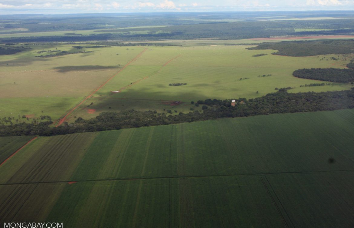 Los compromisos para reducir deforestación al 2030 aún están lejos de cumplirse