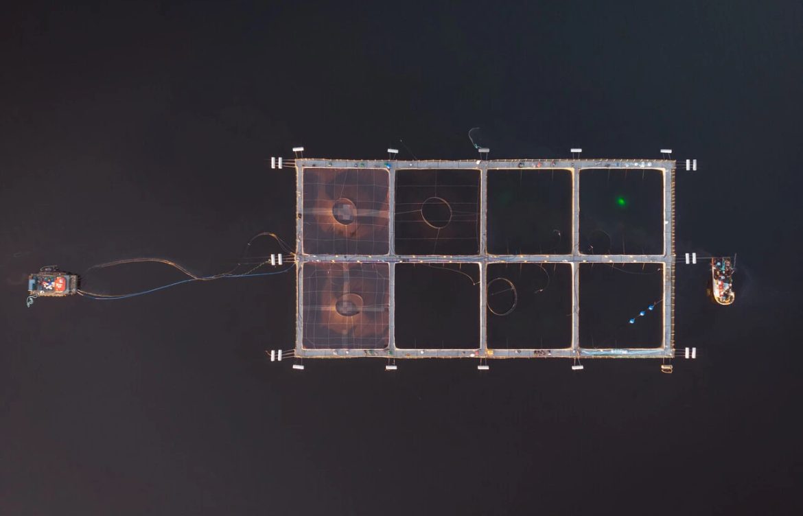 Develan que 80% de los antibióticos que usan las salmoneras termina en el mar, propiciando bacterias resistentes