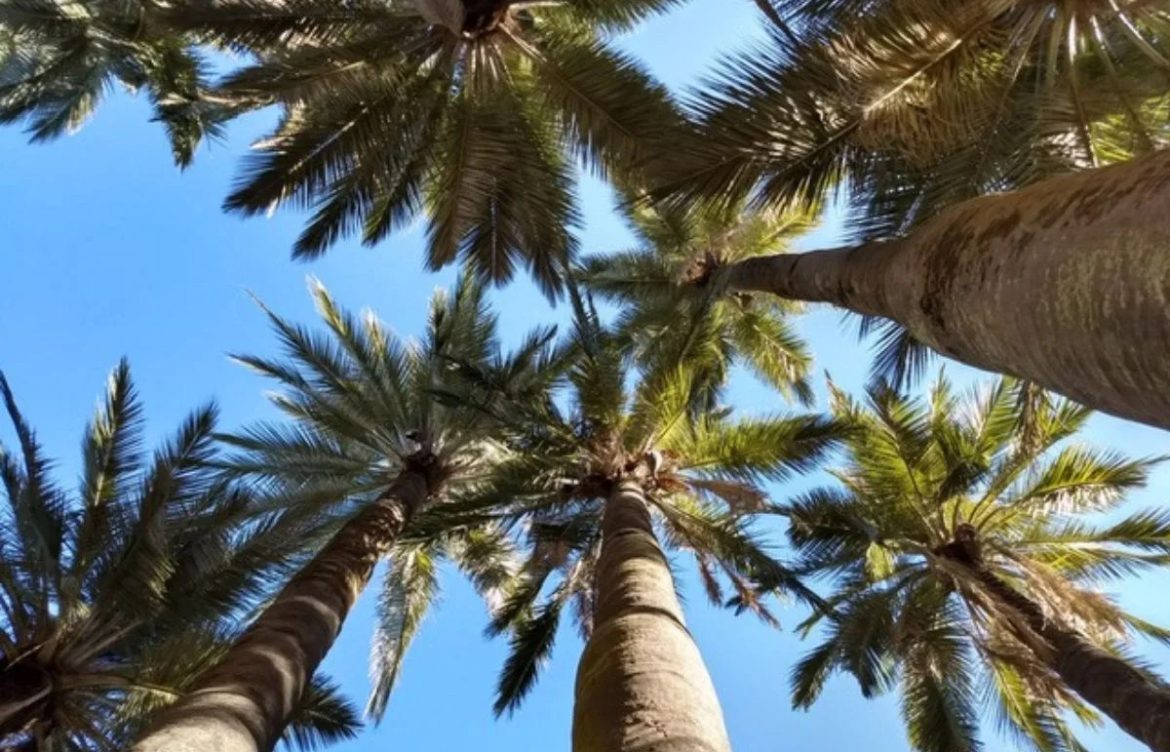 Palma chilena, la más austral del mundo, obtiene la mayor protección a nivel mundial de CITES tras reducción de ejemplares