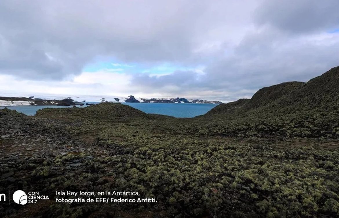 La Antártica tiene más de 107 mil hectáreas de vegetación, revela estudio inédito