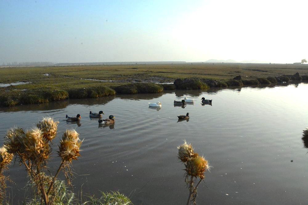 Segundo Tribunal Ambiental analiza 16 reclamaciones en contra de procedimientos de declaratoria de humedales urbanos
