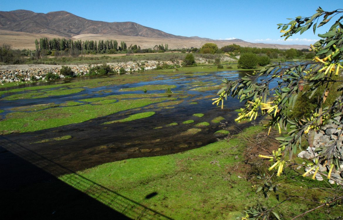 Humedal del Río Huasco se convierte en zona protegida y es el 140 a nivel nacional