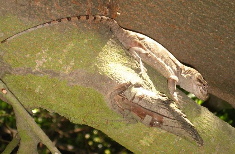 Declaran al Lagarto gruñidor de Álvaro, especie endémica chilena, en «Peligro Crítico de Extinción»