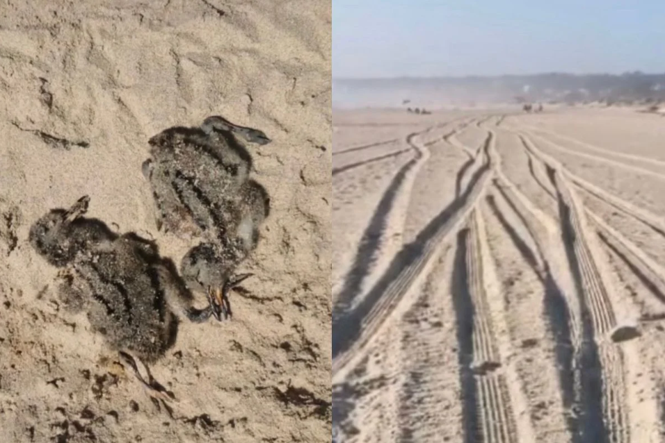 Cuatro crías de pilpilén arrolladas por un auto en El Tabo: Cómo denunciar el ingreso de vehículos a las playas