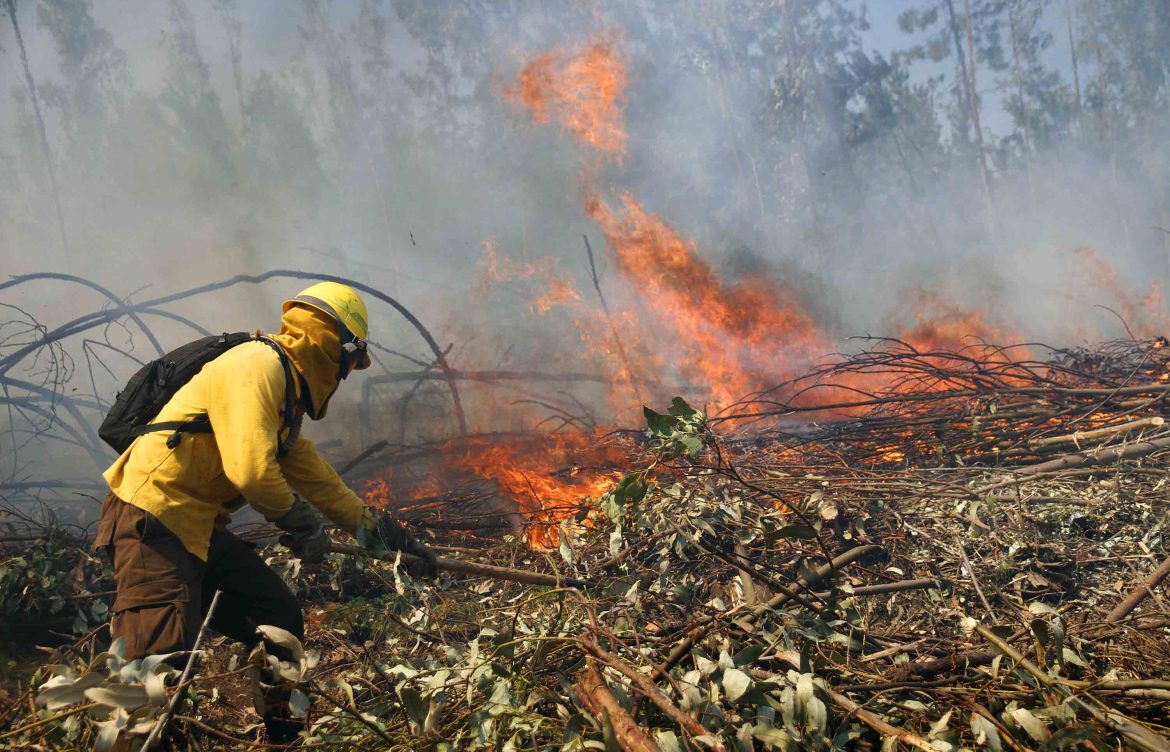 Provincia de Biobío alcanza 244 kilómetros de cortafuegos: autoridades proyectan superar la meta