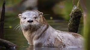 Buscan salvar al huillín: estas son las medidas del gobierno para evitar su extinción en Chile
