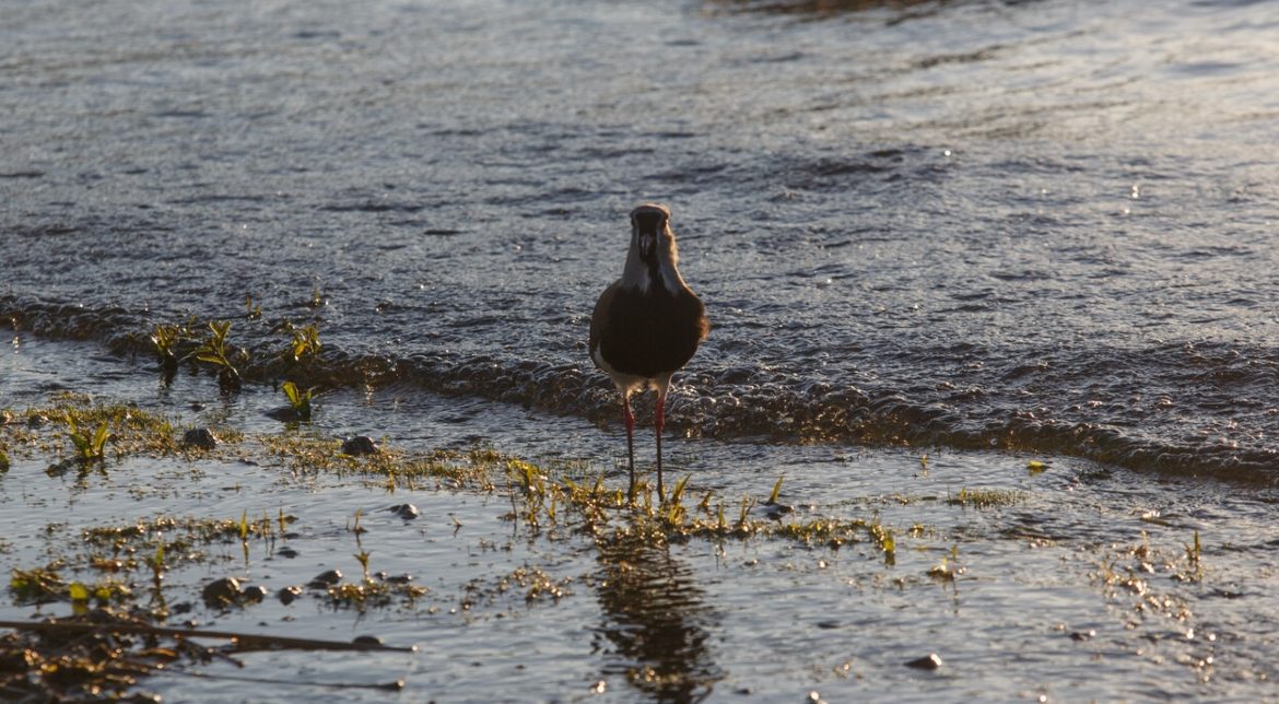 Este lunes inicia monitoreo intensivo al Lago Villarrica por riesgo de floración de algas