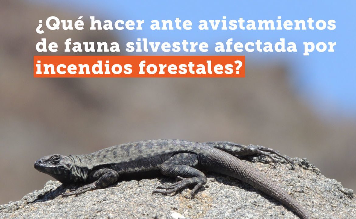 Recomendaciones ante fauna silvestre afectada por incendios forestales