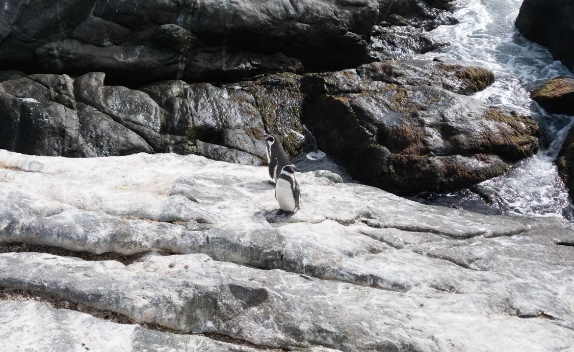 Buscan declarar a pingüino de Humboldt como Monumento Natural y la comunidad puede ser parte del hito