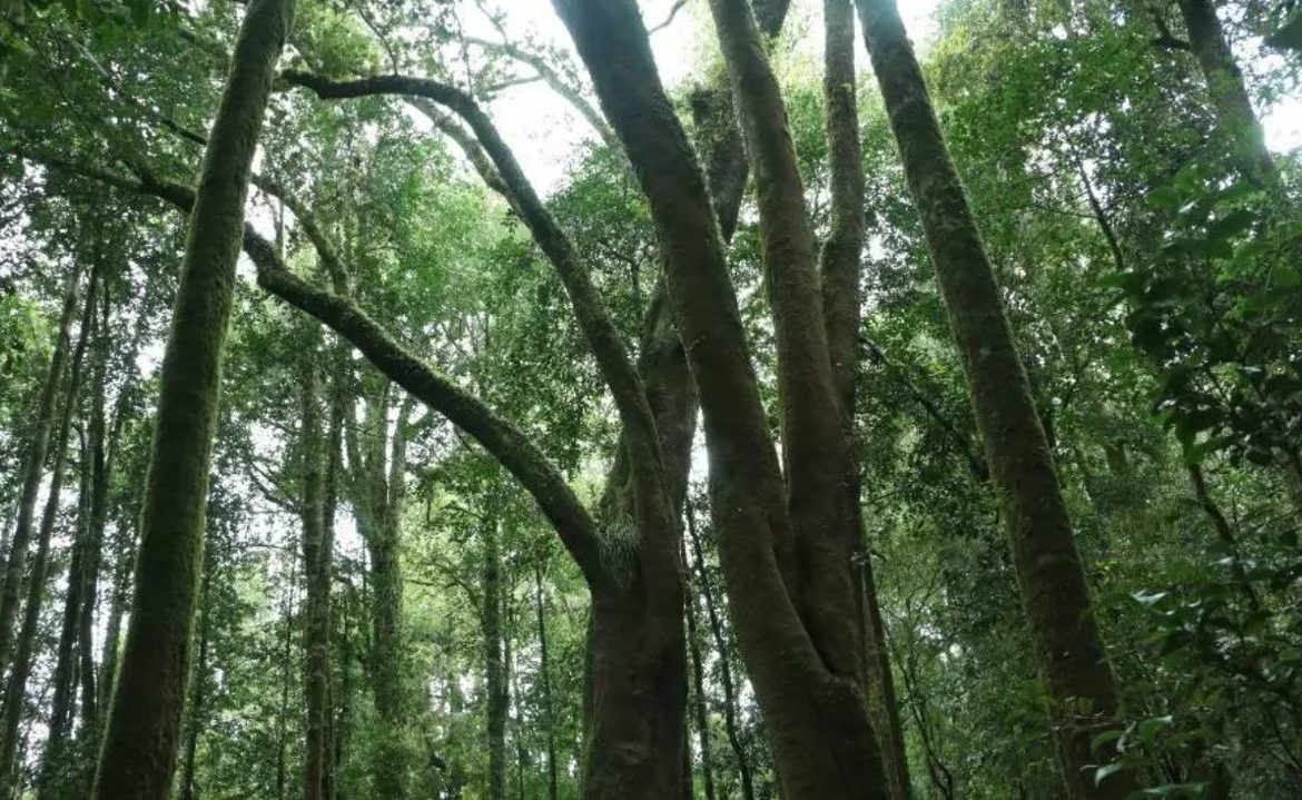 Consolidan gobernanza del Santuario de la Naturaleza Llancahue para asegurar su conservación