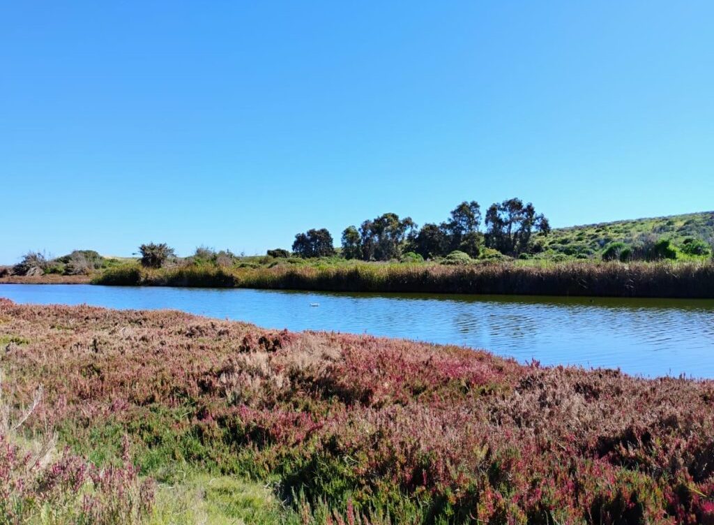 Laguna Adelaida se convierte en el primer Humedal Urbano de Elqui