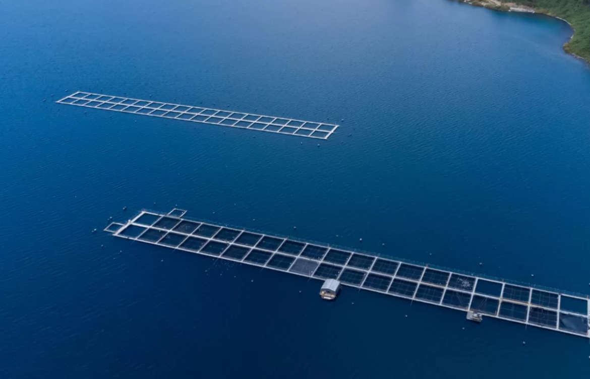 Áreas protegidas con letra chica: cuando la conservación admite la industria salmonera