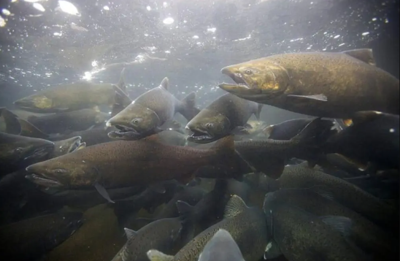 Dejaron el mar sin oxígeno y lo taparon con arena, pero la justicia los absolvió: El caso de la salmonera Nova Austral