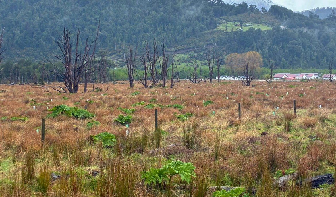 Plan de restauración del Parque Nacional Corcovado en Chaitén reconocido a nivel internacional por la FAO como modelo a seguir