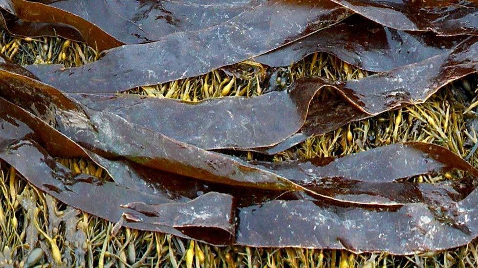 Académica chilena desarrolla método con algas pardas para eliminar el arsénico del agua