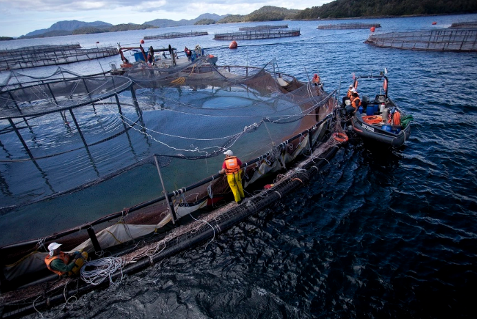 “La resistencia antimicrobiana es una pandemia silenciosa y la salmonicultura es parte del problema”, alerta microbiólogo