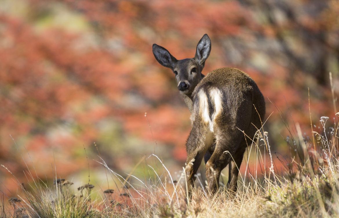 Nuevos bonos soberanos de Chile comprometen cuidar la biodiversidad para bajar la tasa de interés: Generaron alta demanda de inversionistas