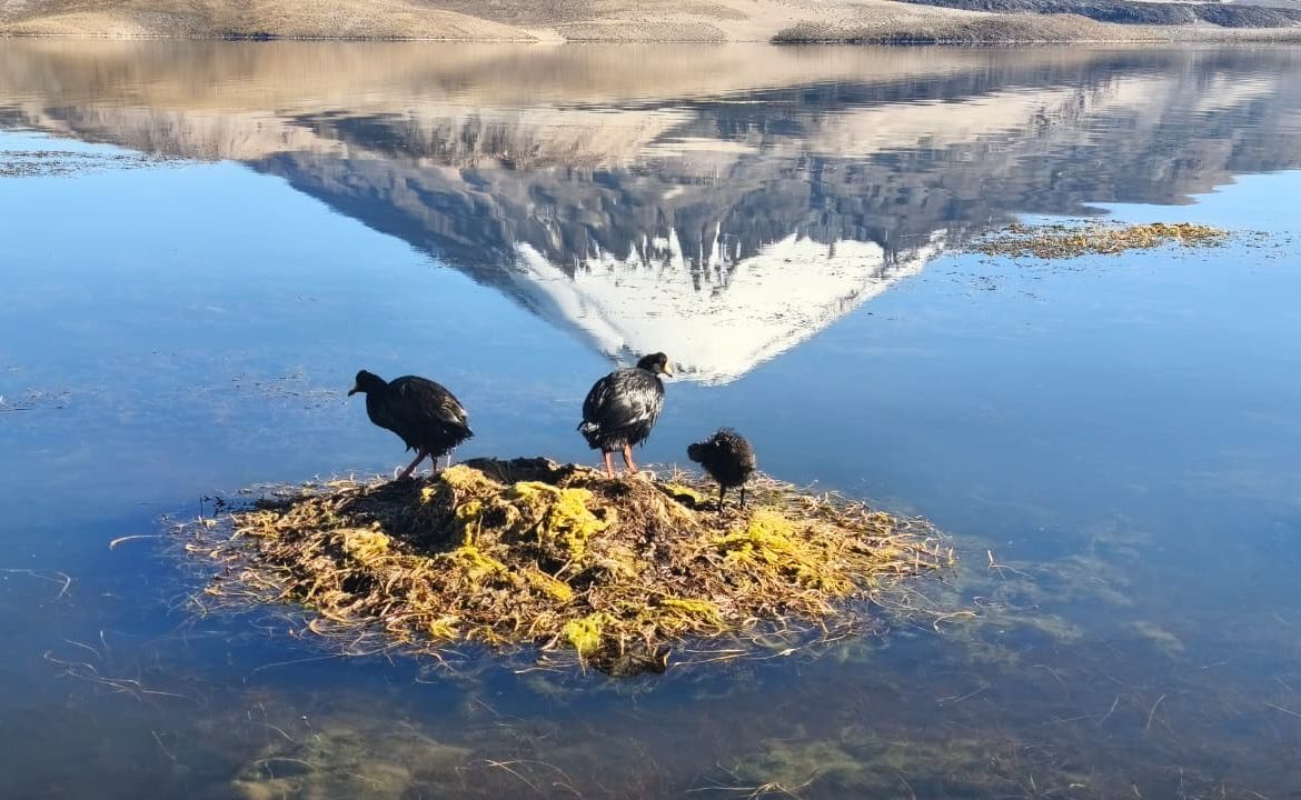 Un desastre poco visibilizado: Más de la mitad de accidentes con vehículos con cargas peligrosas en el Altiplano de Arica y Parinacota han sido en los últimos dos años