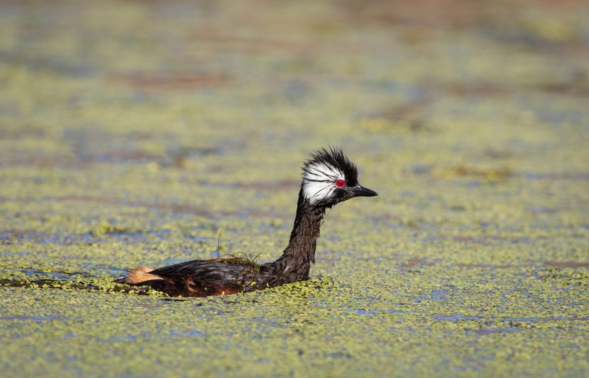 Lanzan encuesta para fortalecer la conservación de aves en Chile a través de eBird