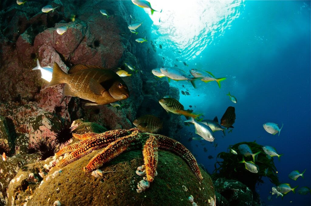 El gran salto azul: Chile va por la segunda mayor área marina protegida del planeta