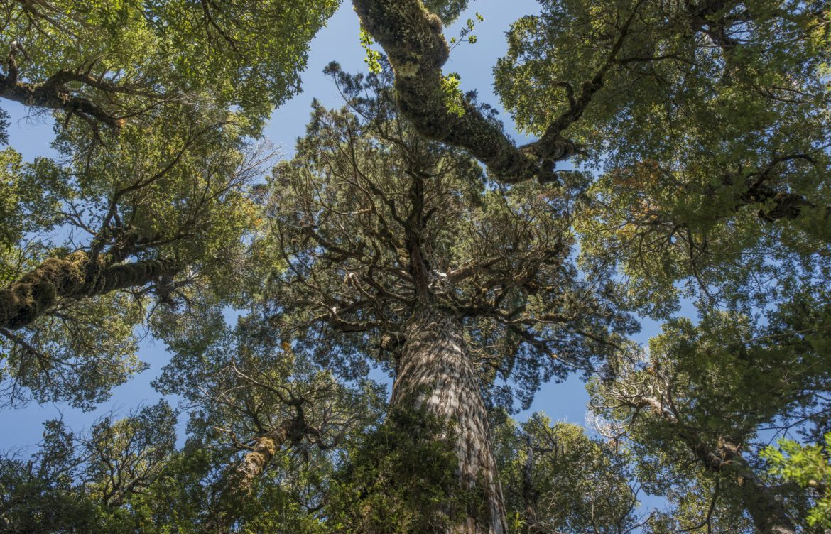 Estudio revela que alerces milenarios de Chile albergan una enorme biodiversidad subterránea de hongos