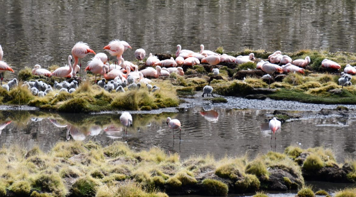 Por primera vez en 33 años, flamencos chilenos vuelven a nidificar en el Parque Nacional Lauca: guardaparques confirmaron presencia de 100 polluelos